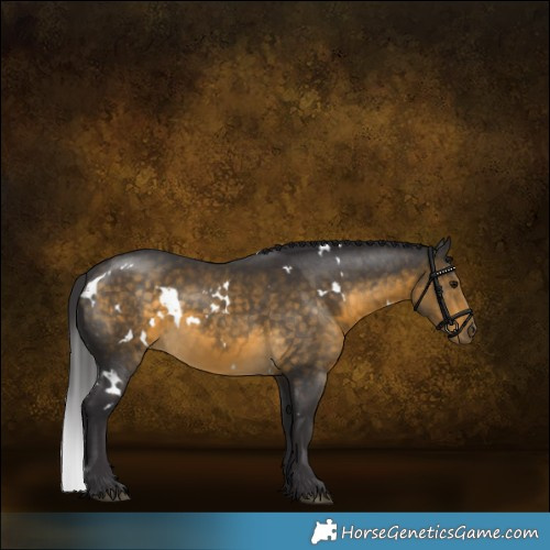 Horse Color:White Spotted Buckskin 