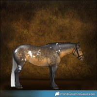 Horse Color:White Spotted Buckskin