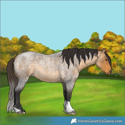 Horse Color:Buckskin Roan 