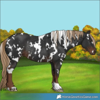 Horse Color:White Spotted Liver Chestnut Rabicano 