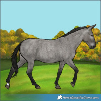 Horse Color:Gray Grullo Roan 