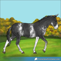 Horse Color:White Spotted Black