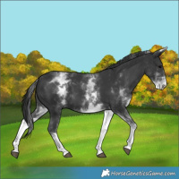 Horse Color:White Spotted Black 