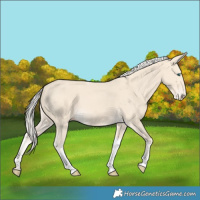 Horse Color:Cremello Tobiano 