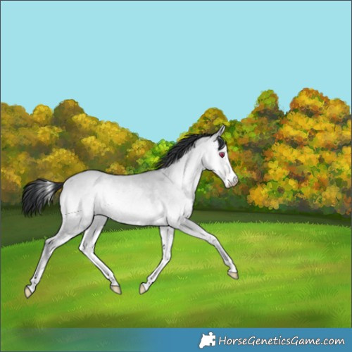 Horse Color:Amber Champagne Chinchilla Onyx Sabino 