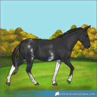 Horse Color:White Spotted Black