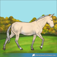 Horse Color:Silver Buckskin Dun 
