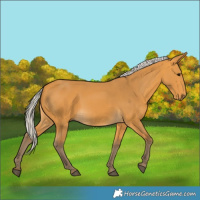 Horse Color:Silver Buckskin 