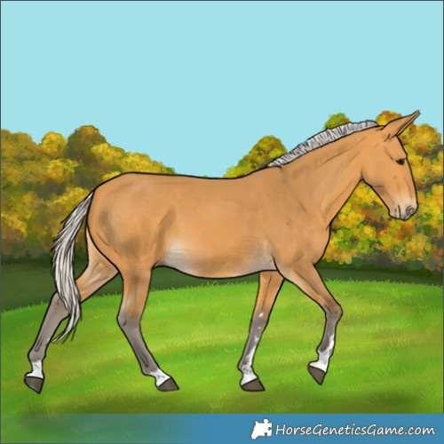 Horse Color:Silver Buckskin