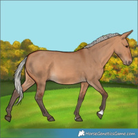 Horse Color:Silver Bay Dun
