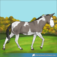 Horse Color:Grullo Splash Tobiano 