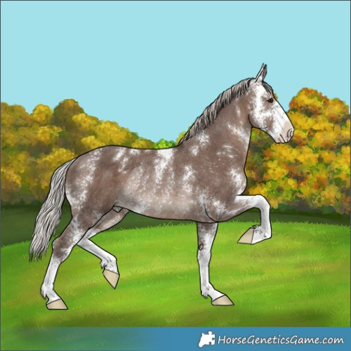 Horse Color:Silver Black Sabino Rabicano 