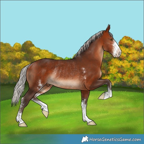 Horse Color:Silver Brown Sabino Rabicano 