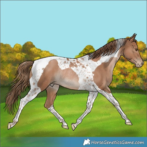 Horse Color:Black Pearl Tobiano Rabicano 