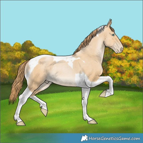 Horse Color:Smoky Black Pearl Tobiano Rabicano 