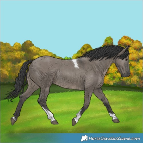 Horse Color:Grullo Tobiano Rabicano 