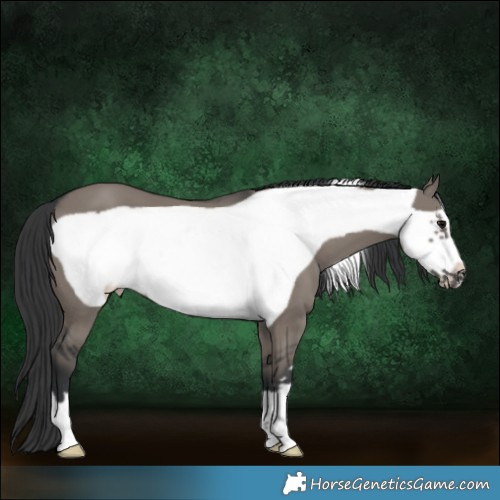 Horse Color:Grullo Frame