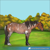 Horse Color:White Spotted Bay 