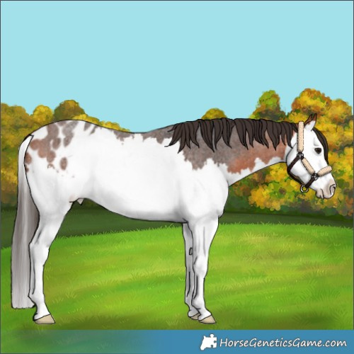 Horse Color:Bay Roan Splash Blanket 
