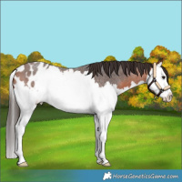 Horse Color:Bay Roan Splash Blanket