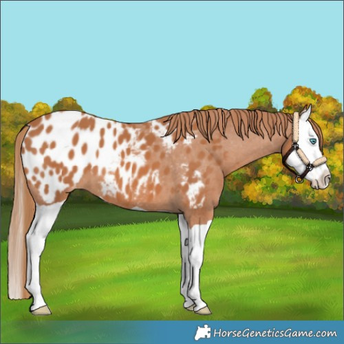 Horse Color:Chestnut Splash Appaloosa 