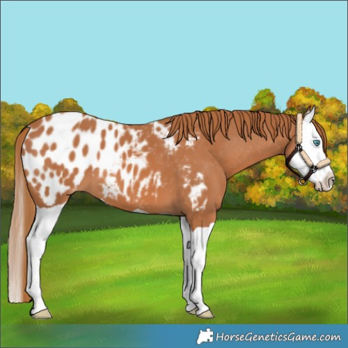 Horse Color:Chestnut Splash Near Leopard 