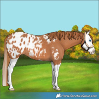 Horse Color:Chestnut Splash Appaloosa 