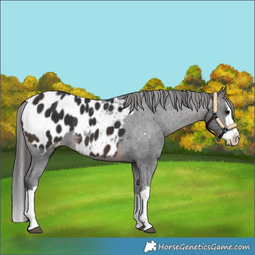Horse Color:Brown Splash Blanket