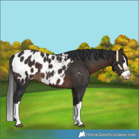 Horse Color:Brown Splash Appaloosa