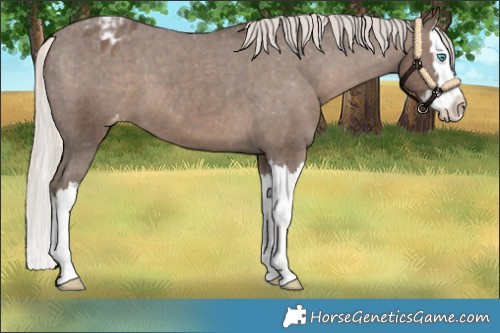 Horse Color:Silver Black Splash Appaloosa 