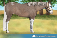 Horse Color:Silver Black Splash Appaloosa 