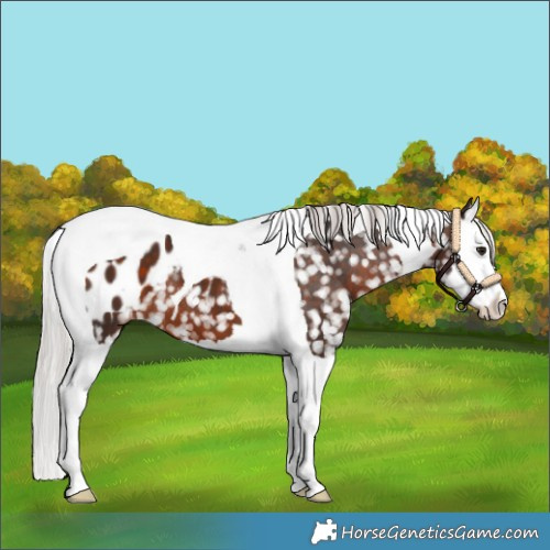 Horse Color:Silver Brown Splash Tobiano Blanket