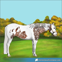 Horse Color:Silver Brown Splash Tobiano Appaloosa