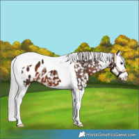 Horse Color:Silver Brown Splash Tobiano Blanket