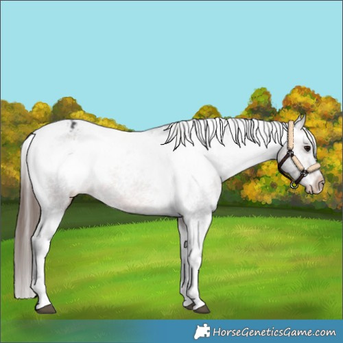 Horse Color:Brown Tobiano Varnish