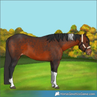 Horse Color:Brown Tobiano Appaloosa 