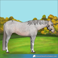 Horse Color:Brown Tobiano Appaloosa