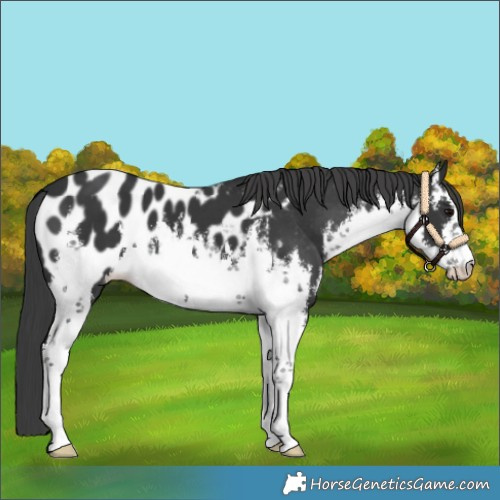Horse Color:White Spotted Black Near Leopard