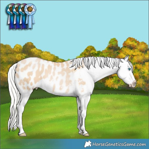 Horse Color:Silver Smoky Black Pearl Appaloosa 