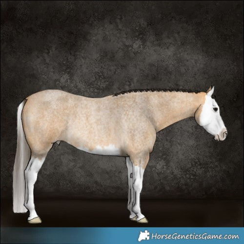Horse Color:Buckskin Roan Splash Rabicano 