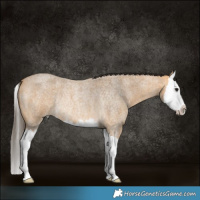 Horse Color:Buckskin Roan Splash Rabicano 