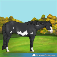 Horse Color:Black Frame 
