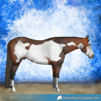 Horse Color:Bay Frame Rabicano 