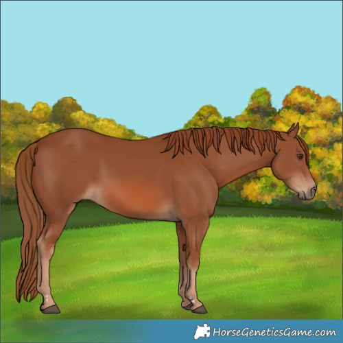 Horse Color:Chestnut 