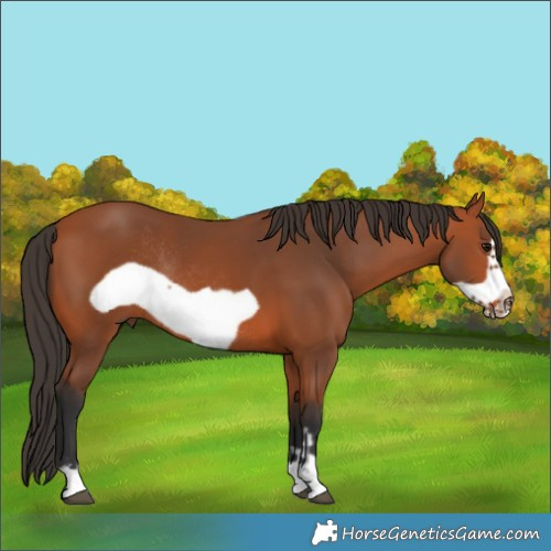 Horse Color:Bay Frame Rabicano 