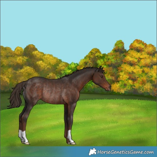 Horse Color:Liver Chestnut Rabicano 