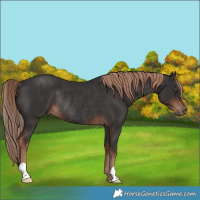 Horse Color:Liver Chestnut Rabicano 