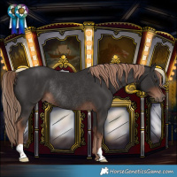 Horse Color:Liver Chestnut Rabicano 
