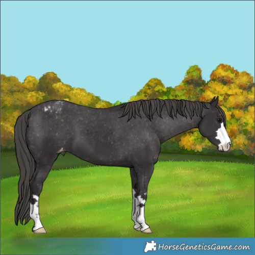 Horse Color:Smoky Black Appaloosa 