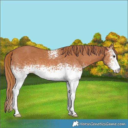 Horse Color:White Spotted Chestnut 